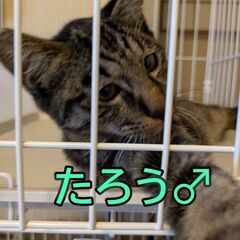 たろう♂　11月8日㈯　立川市　ウィズマル動物病院医療センター立...