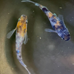 【2セット限定】極上『和墨白銀三色』の稚魚5匹＋2匹オマケの画像