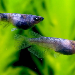 【2セット限定】極上『和墨白銀三色』の稚魚5匹＋2匹オマケの画像