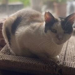 てまり　♀　三毛　推定年齢７歳くらい　10月18日㈯　立川市　ウ...