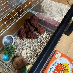 週末処分！！水槽セットの画像
