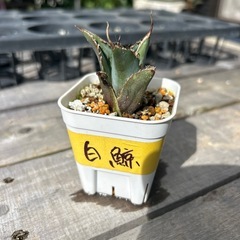 多肉植物‎ܾ エケベリア、ハオルチア、アガベの画像