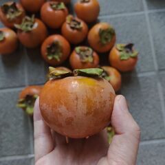 受け渡し予定者決定　柿　2キロ　②の画像