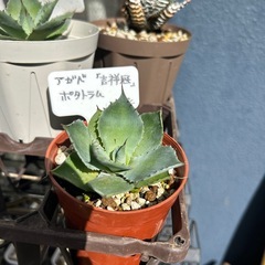 多肉植物‎ܾ エケベリア、ハオルチア、アガベの画像