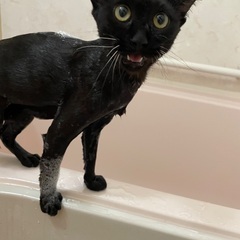【長崎】甘えん坊な黒猫の女の子♡人が大好きで抱っこ大好き！…