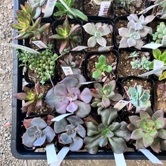 取り引き中　多肉植物40個セットの画像