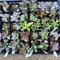 取り引き中　多肉植物40個セットの画像
