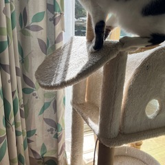 キャットタワーの画像