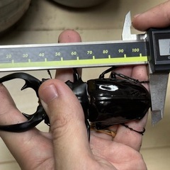 (極太104mm直子) インターメディアツヤクワガタ 成虫ペア 86.2×48.7 ネグロス島 写真5枚目種親の画像