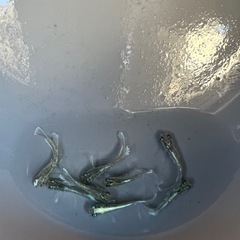 メダカ
の画像