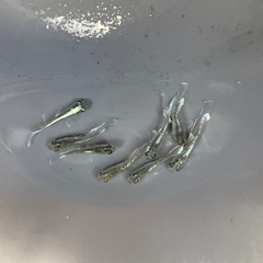 メダカ
の画像
