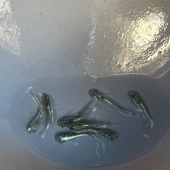 メダカ
の画像