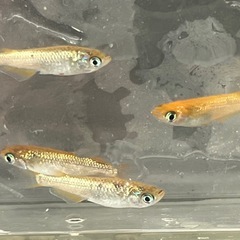 メダカの画像