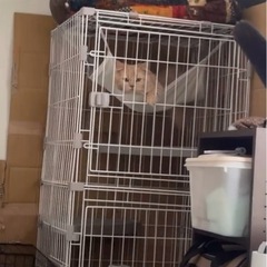 キャットゲージ2段の画像
