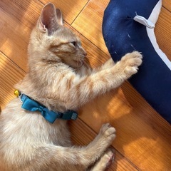 保護子猫ちゃん　2ヶ月