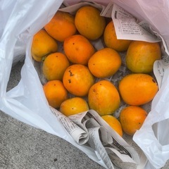 渋柿30こ個の画像