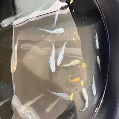 深海メダカ　越冬サイズの画像