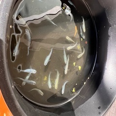 深海メダカ　越冬サイズの画像