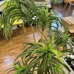 モデルルーム展示品フェイク観葉植物の画像