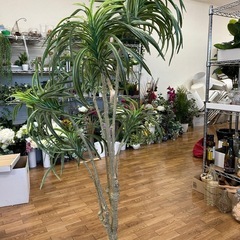 モデルルーム展示品フェイク観葉植物の画像
