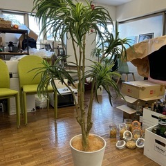 モデルルーム展示品フェイク観葉植物の画像