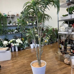 モデルルーム展示品フェイク観葉植物の画像