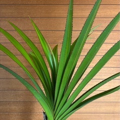 ベニ タコの木の画像