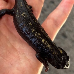 CBオキナワシリケンイモリ　普通金箔個体3匹の画像