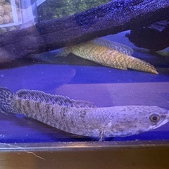 チャンナリムバータ2匹　熱帯魚の画像
