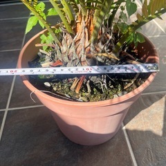 ソテツ 蘇轍の画像