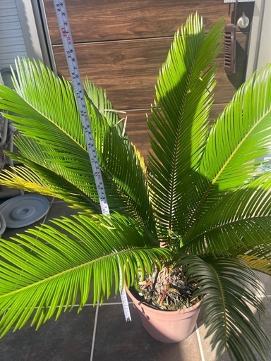 ソテツ 蘇轍