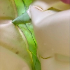 リッチェル　ベビーバスの画像