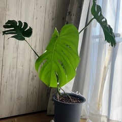 モンステラの画像