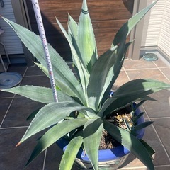 アガベの画像