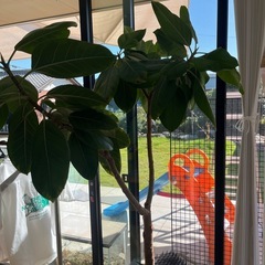 ゴムの木　フィカスアルテシーマの画像
