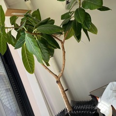 ゴムの木　フィカスアルテシーマの画像