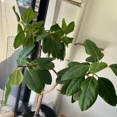 ゴムの木　フィカスアルテシーマの画像