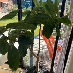 ゴムの木　フィカスアルテシーマの画像