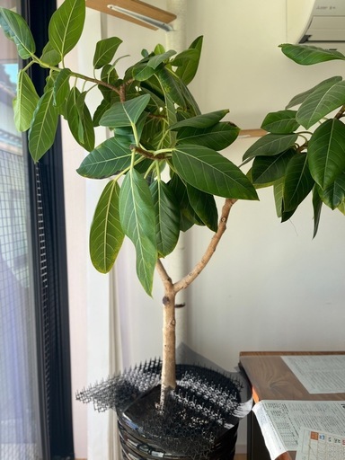 ゴムの木　フィカスアルテシーマ