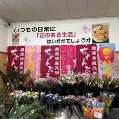 モンステラ　切葉　3枚の画像