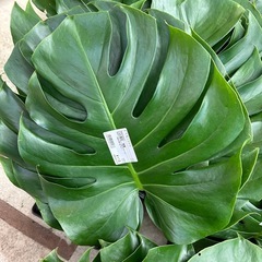 モンステラ　切葉　3枚の画像