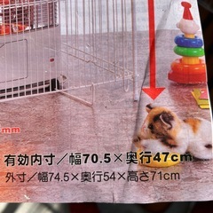 現狀品の画像