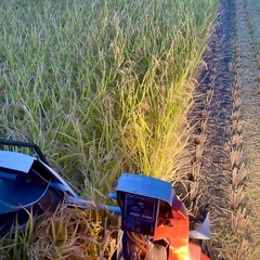 新米 R7年産　あいちのかおり お米　玄米30㎏　　の画像