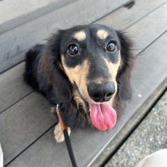 ご家族探し。ワンちゃんを今後お迎えするにあたってお試しなど…