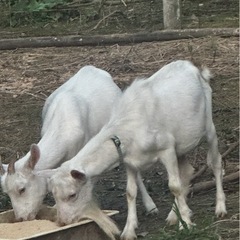 ヤギ（メス）譲渡します