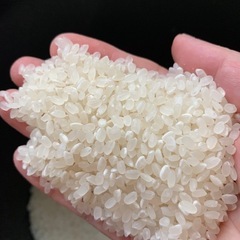 【R7年度産】新米 にこまる　白米５キロ　堺市産の画像