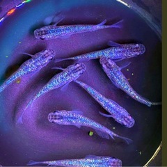 🟦極限サファイア成魚メダカ＊計⒎匹＊泳ぐ宝石カラー🔹サファイア🔹の画像
