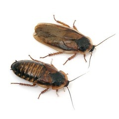 デュビア（オス成虫）30匹〜の画像
