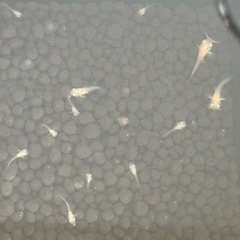 コリドラスの稚魚、卵売りますの画像