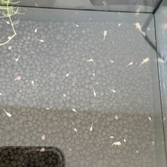 コリドラスの稚魚、卵売りますの画像